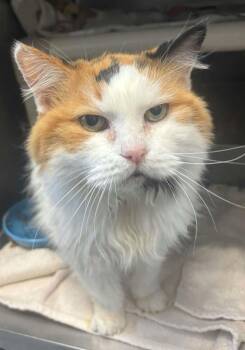 Queen Bea - At shelter -  Domestic Long Hair Cat for Adoption in Rustburg, Virginia - Queen Bea - At Shelter | PetCurious