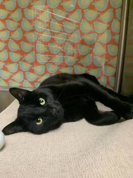 Domestic Short Hair Cats Available for Adoption in Worcester, Massachusetts - Zuko | PetCurious