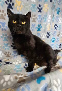 Shadow -  Domestic Short Hair Cat for Adoption in Wabash, Indiana - Shadow | PetCurious