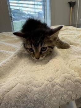Uhura -  Domestic Short Hair Cat for Adoption in Lafayette, Indiana - Uhura | PetCurious