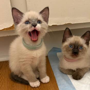 Kedi Katze - AC -  Siamese and Domestic Short Hair Cat for Adoption in Tallahassee, Florida - Kedi Katze - AC | PetCurious