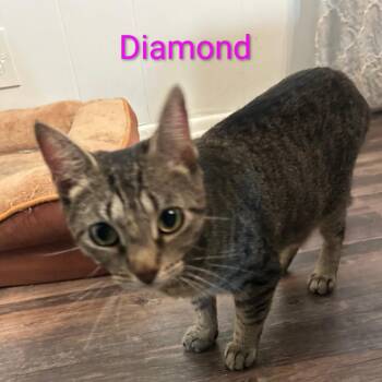 Diamond @ Pet Supplies Plus Kokomo -  Domestic Short Hair Cat for Adoption in Carmel, Indiana - Diamond @ Pet Supplies Plus Kokomo | PetCurious