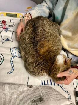 Putz -  Domestic Short Hair Cat for Adoption in Cincinnati, Ohio - Putz | PetCurious