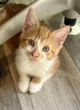 Bronny -  Domestic Short Hair Cat for Adoption in Clawson, Michigan - Bronny | PetCurious