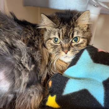 Nepeta -  Domestic Long Hair Cat for Adoption in Mankato, Minnesota - Nepeta | PetCurious