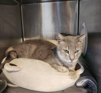 Rescue Domestic Short Hair Cats for Adoption in Cleveland, Tennessee - Oni | PetCurious