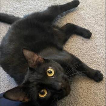 Rescue Domestic Short Hair Cats for Adoption in Villa Park, California - Moka | PetCurious