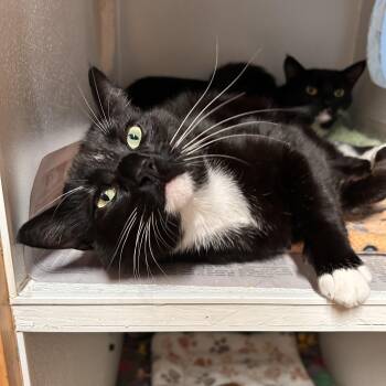 Sherlock -  Domestic Short Hair Cat for Adoption in The Colony, Texas - Sherlock | PetCurious