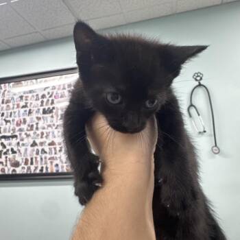 Domestic Short Hair Cats Available for Adoption in Buffalo, New York - Moose | PetCurious