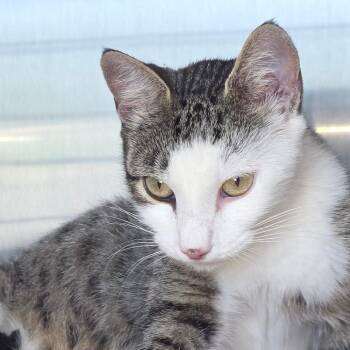 Molly -  Domestic Short Hair Cat for Adoption in Sand Springs, Oklahoma - Molly | PetCurious