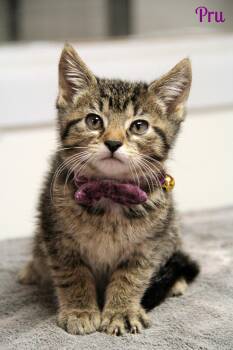 Domestic Short Hair Cats Available for Adoption in Vinton, Iowa - Pru  | PetCurious