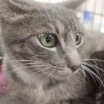 Poppy -  Domestic Short Hair Cat for Adoption in Temecula, California - Poppy | PetCurious