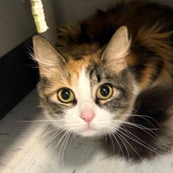 Margaret Catwood -  Domestic Medium Hair Cat for Adoption in Kennebunk, Maine - Margaret Catwood | PetCurious