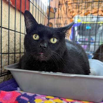 Nox -  Domestic Short Hair Cat for Adoption in Riverwoods, Illinois - Nox | PetCurious