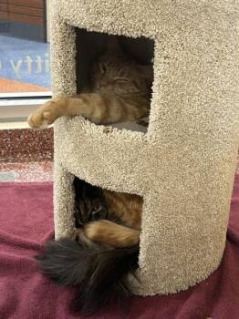 Domestic Short Hair Cats Available for Adoption in Stratham, New Hampshire - Finn (companion To Mittens) | PetCurious