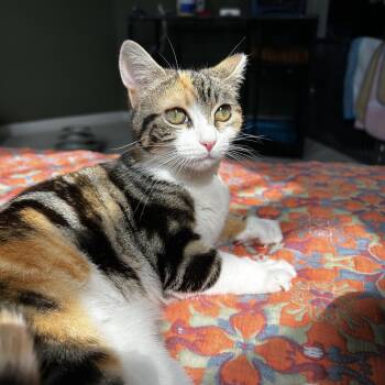 Rescue Domestic Short Hair Cats for Adoption in Elwood, New York - Enid | PetCurious