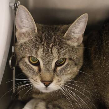 Leela -  Domestic Short Hair Cat for Adoption in Briarcliff Manor, New York - Leela | PetCurious