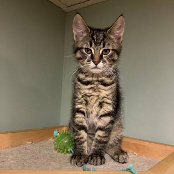 0626-111 Willow -  Domestic Short Hair Cat for Adoption in Abingdon, Maryland - 0626-111 Willow | PetCurious