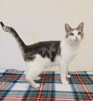 Domestic Short Hair Cats Available for Adoption in Red Wing, Minnesota - Dustin | PetCurious