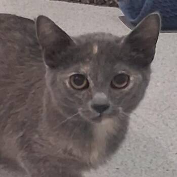 Cast Iron -  Domestic Short Hair Cat for Adoption in Murray, Utah - Cast Iron | PetCurious