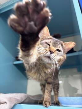 Jefferson -  Domestic Short Hair Cat Available for Adoption in Sunrise, Florida - Jefferson | PetCurious