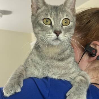 Lady Tons of Toes -  Domestic Short Hair Cat for Adoption in Warwick, Rhode Island - Lady Tons Of Toes | PetCurious