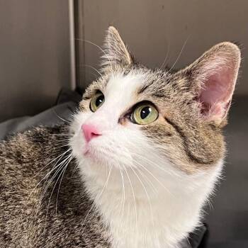 Domestic Short Hair Cats Available for Adoption - Gemma | PetCurious