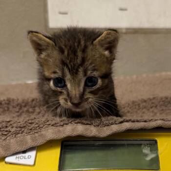 Cilantro -  Domestic Short Hair Cat for Adoption in Yuma, Arizona - Cilantro | PetCurious