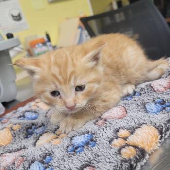 Domestic Short Hair Cats Available for Adoption in Buffalo, New York - Mario | PetCurious
