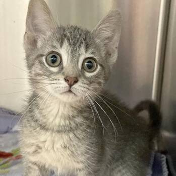 Rescue Domestic Short Hair Cats for Adoption in Orland Hills, Illinois - Dorian | PetCurious