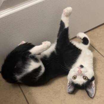 Fractious Randell -  Domestic Short Hair Cat for Adoption in Columbiana, Alabama - Fractious Randell | PetCurious