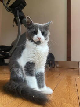 Rescue Domestic Medium Hair Cats for Adoption in Burlington, Washington - Jade | PetCurious