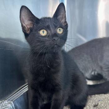 Fall -  Domestic Short Hair Cat for Adoption in Matteson, Illinois - Fall | PetCurious