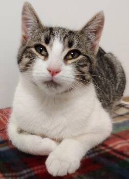 Rescue Domestic Short Hair Cats for Adoption in Belmont, New York - EVE | PetCurious