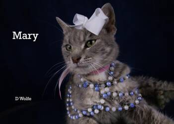 Mary -  American Shorthair Cat for Adoption in York, Nebraska - Mary | PetCurious