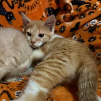 Tigger -  Domestic Medium Hair Cat for Adoption in Lancaster, Ohio - Tigger | PetCurious