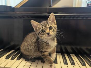 Wow -  Domestic Short Hair Cat for Adoption in Fruit Heights, Utah - Wow | PetCurious