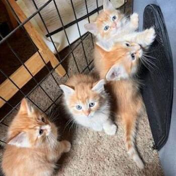 Skip -  Domestic Medium Hair Cat for Adoption in Coos Bay, Oregon - Skip | PetCurious