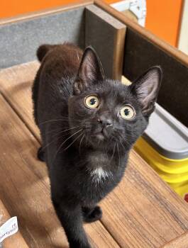 Rescue Domestic Short Hair Cats for Adoption in Edgewood, Maryland - Ina | PetCurious