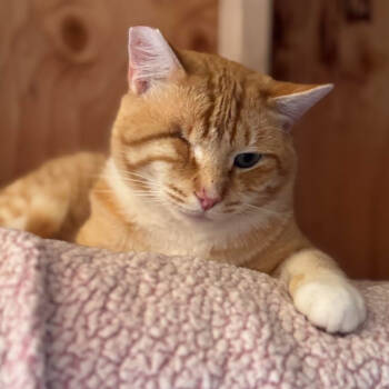 Rescue Domestic Short Hair Cats for Adoption in Brea, California - Calix | PetCurious