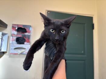 Rescue Domestic Short Hair Cats for Adoption in Pasadena, California - A524914 | PetCurious