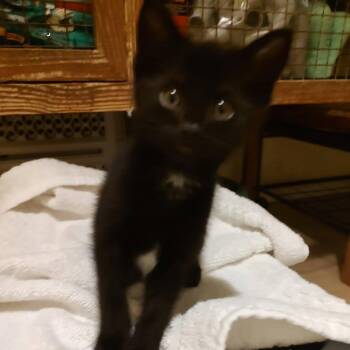 Stormy -  Domestic Short Hair Cat for Adoption in Madison, Wisconsin - Stormy | PetCurious