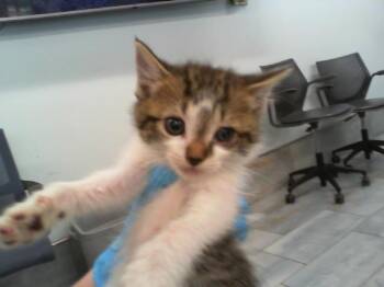 PINK -  Domestic Short Hair Cat for Adoption in Charlotte, North Carolina - PINK | PetCurious