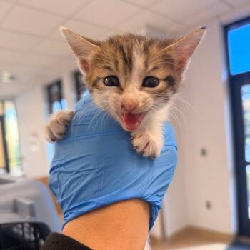 Winter -  Domestic Short Hair Cat for Adoption in West Palm Beach, Florida - Winter | PetCurious