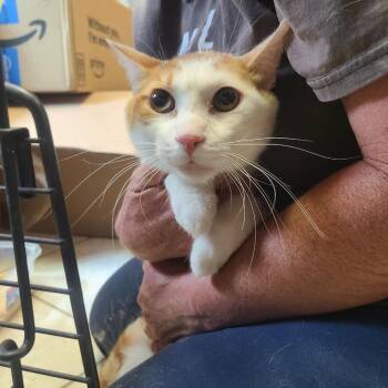 Pachito -  Domestic Short Hair Cat for Adoption in Hemet, California - Pachito | PetCurious