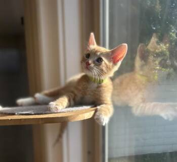 ROSS -  Domestic Short Hair Cat for Adoption in Tustin, California - ROSS | PetCurious