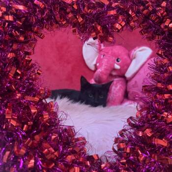 Domestic Short Hair Cats Available for Adoption - Zinc | PetCurious