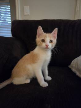 Knox -  Domestic Short Hair Cat for Adoption in Millcreek, Utah - Knox | PetCurious
