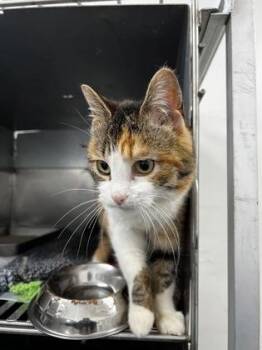 Domestic Short Hair Cats Available for Adoption in Simcoe, Ontario - Frida | PetCurious