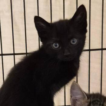 Spice -  Domestic Short Hair Cat for Adoption in Montgomery, Alabama - Spice | PetCurious